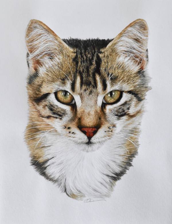 - watercolour on Paper, Painting by Carys Avery Welsh, measuring 35 x 25 cm (H x W) framed at 48 x 41 cm £395